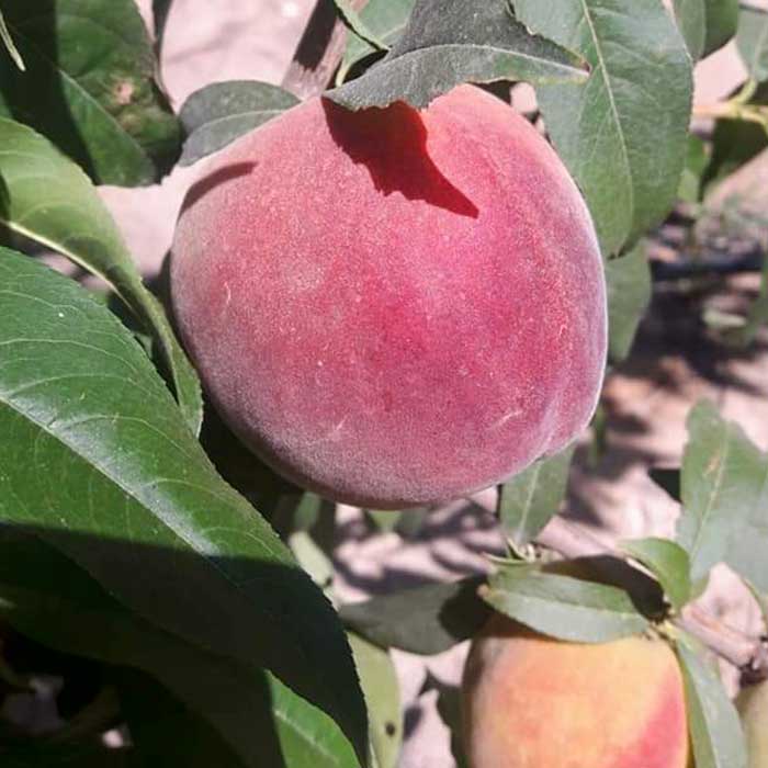 Aton Green Egypt Fresh Fruits & Vegetables